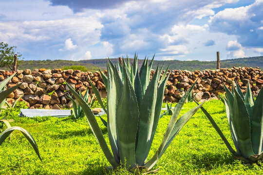 Agave plantation for tequila, mezcal and pulque in Monte Escobedo, Zacatecas