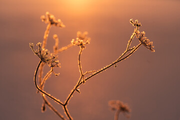 Suche rośliny pokryte szronem w ciepłym świetle zimowego poranka © Elżbieta Kaps