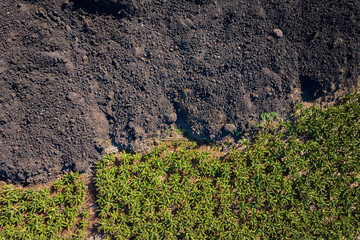 Top down aerial view showing vivid green banana plants contrasting with dark volcanic soil on La Palma,