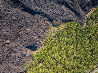 Top down aerial view showing vivid green banana plants contrasting with dark volcanic soil on La Palma,