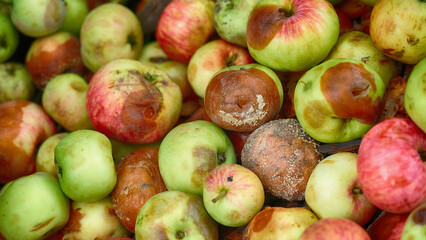 A pile of rotten apples with mold and some fruit flies on them. Close up.
