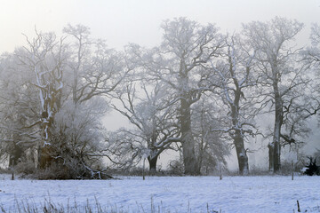 Trees in the fog on a winter morning. Landscape on a frosty morning.