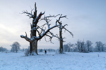 Trees in the fog on a winter morning. Landscape on a frosty morning.