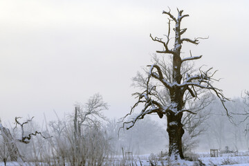 Trees in the fog on a winter morning. Landscape on a frosty morning.