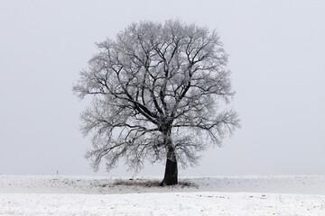 Trees in the fog on a winter morning. Landscape on a frosty morning.