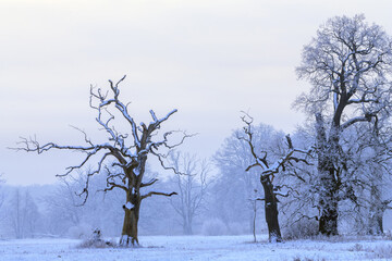 Trees in the fog on a winter morning. Landscape on a frosty morning.