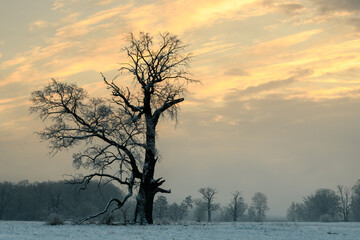 Trees in the fog on a winter morning. Landscape on a frosty morning.