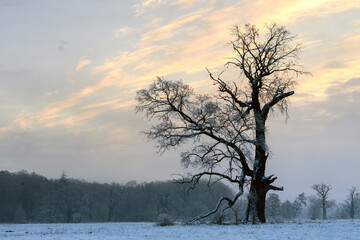 Trees in the fog on a winter morning. Landscape on a frosty morning.