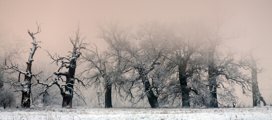 Trees in the fog on a winter morning. Landscape on a frosty morning.