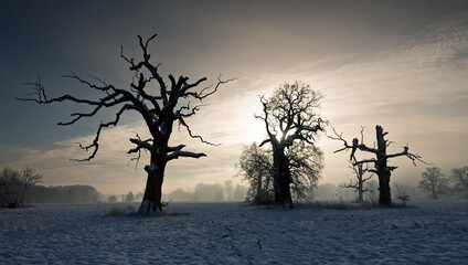 Trees in the fog on a winter morning. Landscape on a frosty morning.
