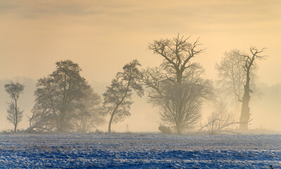 Trees in the fog on a winter morning. Landscape on a frosty morning.