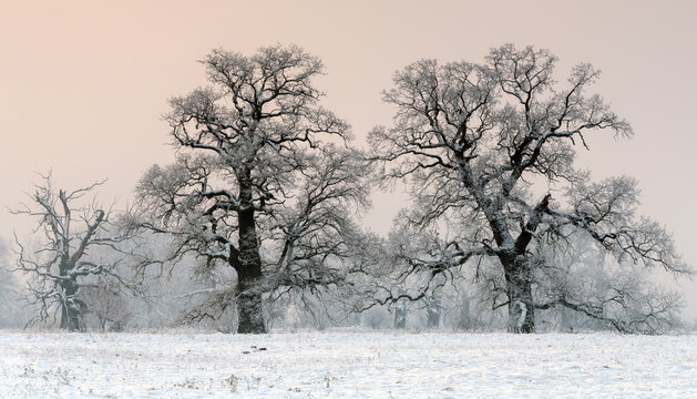 Trees in the fog on a winter morning. Landscape on a frosty morning.