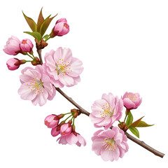 Elegant Pink Cherry Blossom Branch Design Element Illustration