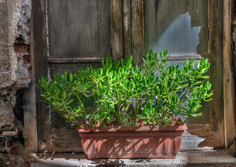 succulent plant pot, jade tree, placed on the edge of a window outside an old house