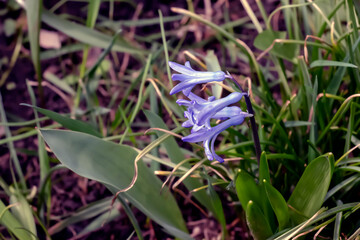 The vibrant blue flowers of the Oriental Hyacinth Hyacinthus orientalis stand out against the green foliage. Lush green foliage frames spring blooms. Close-up.