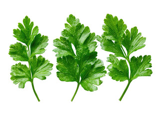 Close-up of three fresh, vibrant green celery leaves