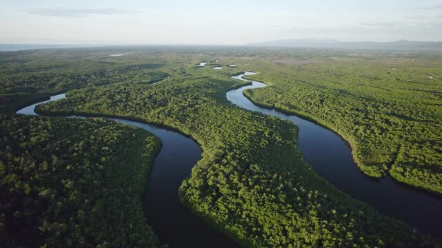 Aerial drone footage on 2 dark blue long river branches, in a huge wild green tropical forest, at sunrise, in Malaka regency, Timor island, Indonesia