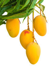 Mangoes on the Tree on png