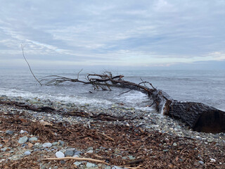 Driftwood trunk on rocky beach with overcast sky and gentle waves