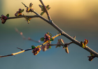 Spring Awakening: Nature's Rebirth Collection