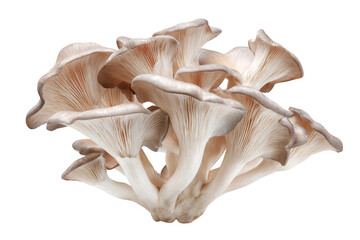 Close-up of a cluster of oyster mushrooms, pale beige, delicate, and textured