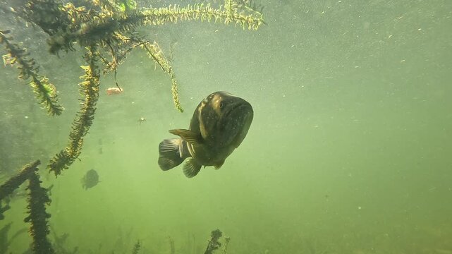 Underwater low angle view of a black bass &ndash; Micropterus salmoides &ndash; seen from below just under the lake surface, transparent green water creating a calm and natural freshwater atmosphere.