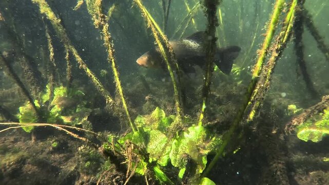 Underwater view of a tench &ndash; Tinca tinca &ndash; swimming slowly among water lily stems in a freshwater lake, calm and discreet behavior in natural vegetation. Filmed in France. 