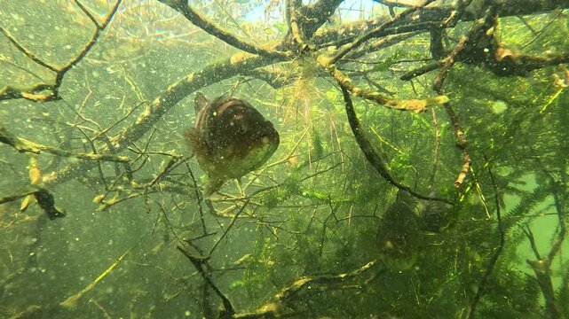 Underwater slow motion shot of a black bass pair &ndash; Micropterus salmoides &ndash; resting beneath a submerged branch, showing discomfort and alert reactions as an intruder approaches in a calm freshwater.