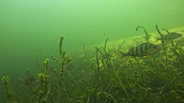Underwater view of a school of European perch &ndash; Perca fluviatilis &ndash; swimming in formation above submerged aquatic plants in a lake, moving together like an aircraft squadron in calm freshwater. 