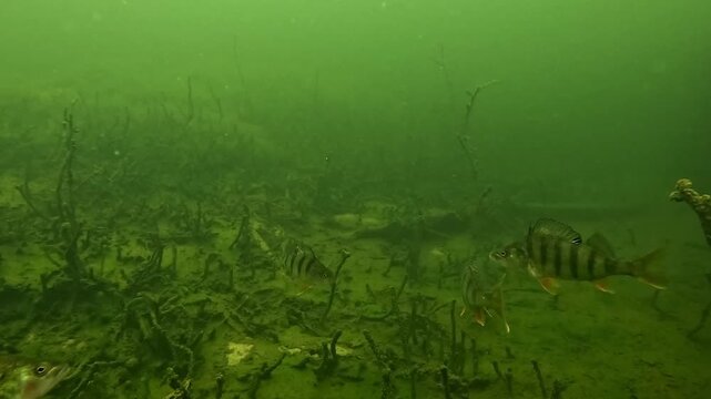 Underwater view of four European perch &ndash; Perca fluviatilis &ndash; swimming above a sandy bottom with sparse aquatic plants, unusual surreal color tones creating an atmospheric freshwater scene. 