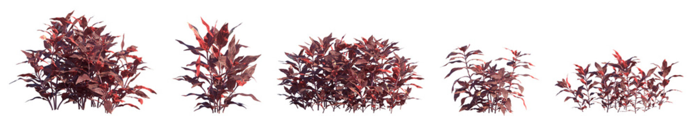 Obraz premium Set of Alternanthera reineckii (known as water hedge) frontal aquatic plants isolated png on a transparent background perfectly cutout high resolution