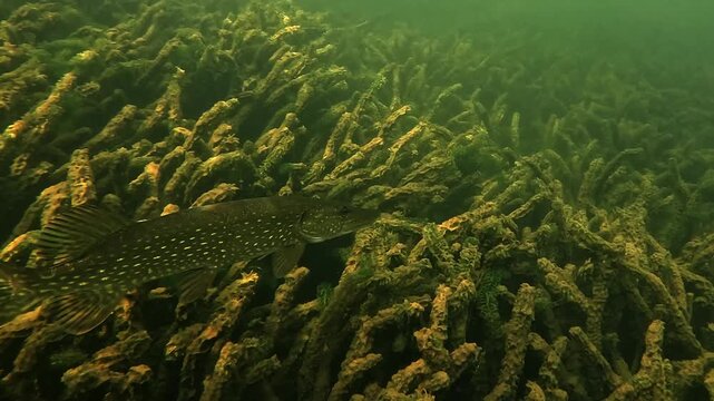 Underwater view of a northern pike &ndash; Esox lucius &ndash; swimming slowly above aquatic vegetation, scanning for prey, showing typical ambush hunting behavior in freshwater habitat.
