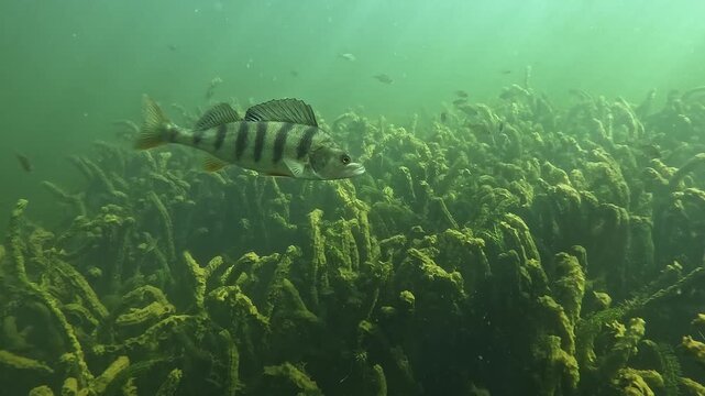 Underwater side view of a European perch - Perca fluviatilis - hovering above aquatic plants in a lake, then turning around and swimming away, showing natural freshwater behavior.