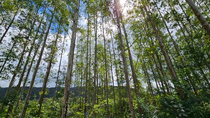 Fototapeta premium Floresta com árvores altas vistas de baixo e luz natural entre as folhas