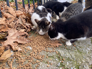 Stray cats eating kibble among dry leaves outdoors