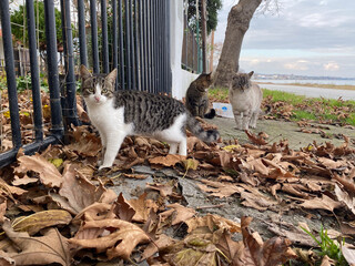 Stray cats outdoors on autumn day surrounded by fallen leaves and fence near water