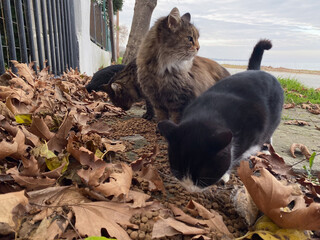 Three feral cats eating amidst autumn leaves by lakeside
