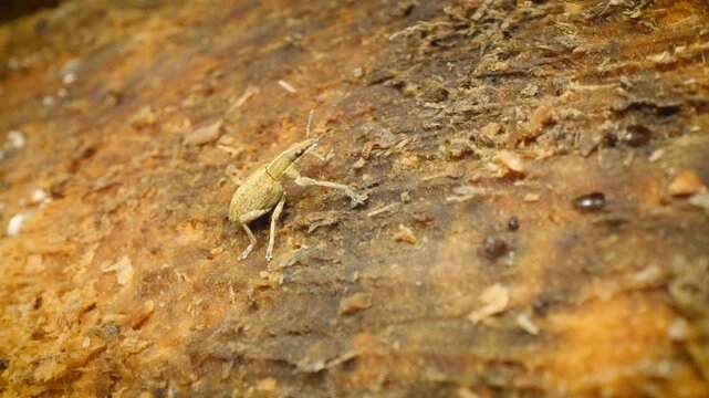 Close-up of Sitona (Charagmus gressorius), a weevil native to Europe.