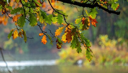 Obraz premium Autumn Leaves on Tree Branch with Forest Reflections and Raindrops Capturing Seasonal Transition and Natural Serenity