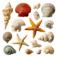 Assorted seashells and starfish, arranged in a grid pattern on a black background