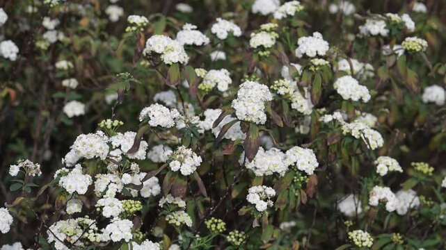 Beautiful Reeve's Spirea (spiraea cantoniensis) flowers.	