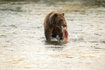 Alaskan brown bear searching for salmon in Brooks River at sunrise