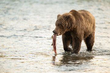 Alaskan brown bear searching for salmon in Brooks River at sunrise