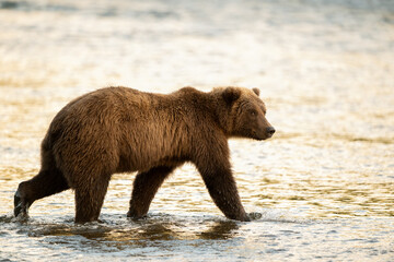 Alaskan brown bear searching for salmon in Brooks River at sunrise