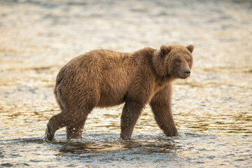 Alaskan brown bear searching for salmon in Brooks River at sunrise
