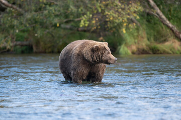 Alaskan brown bear standing in Brooks River