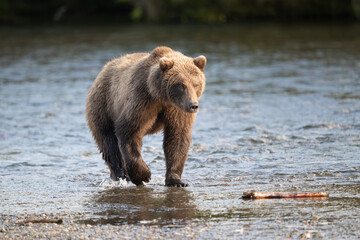 Alaskan brown bear standing in Brooks River