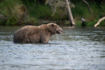 Alaskan brown bear standing in Brooks River