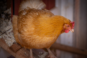 hen at hen house © AGrandemange
