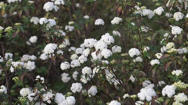 Beautiful Reeve's Spirea (spiraea cantoniensis) flowers.	